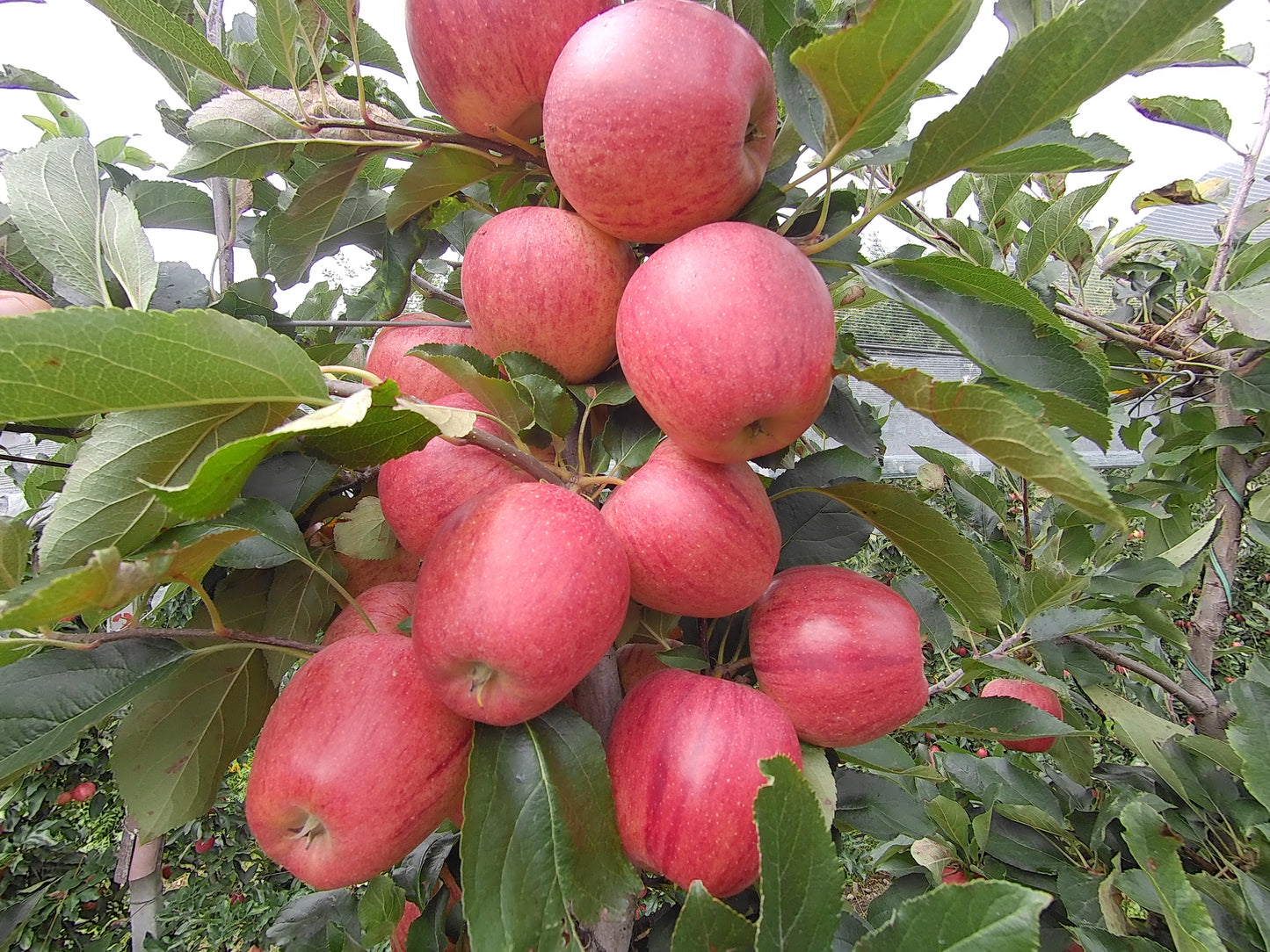 Apfelsorte Gala