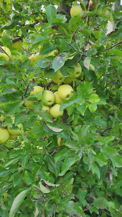 Bio-Apfelsaft gelb 3l Beutel
